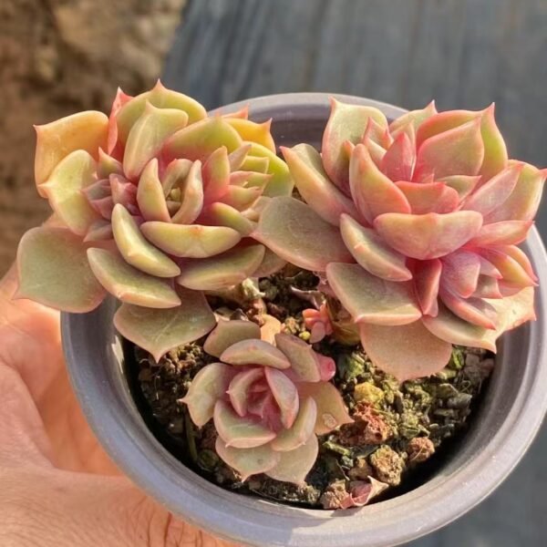 Echeveria ‘Big Red Robe’
