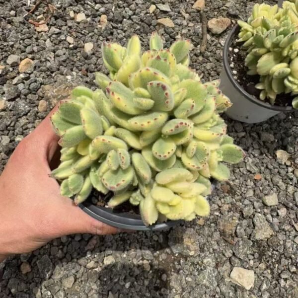 045. Cotyledon tomentosa f. variegata