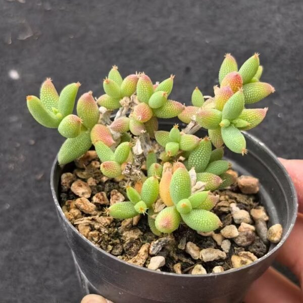 045. Ruschia sp. ‘Corn Leaf’