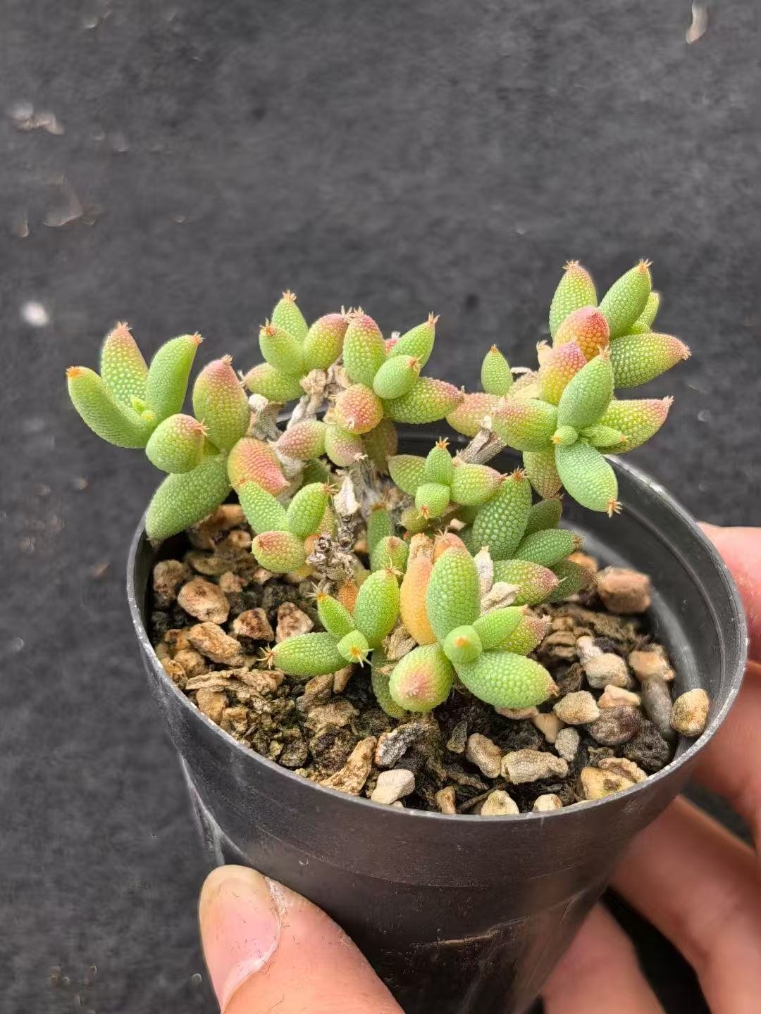 Ruschia sp. 'Corn Leaf'