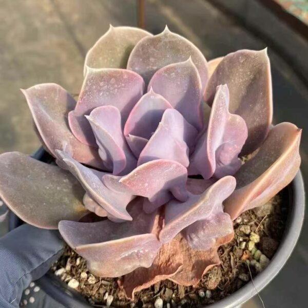 Echeveria ‘Hot Pearl’
