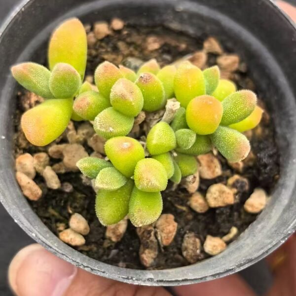 042. Ruschia sp. ‘Silkworm’