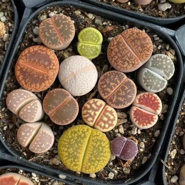 006. Lithops Mixed