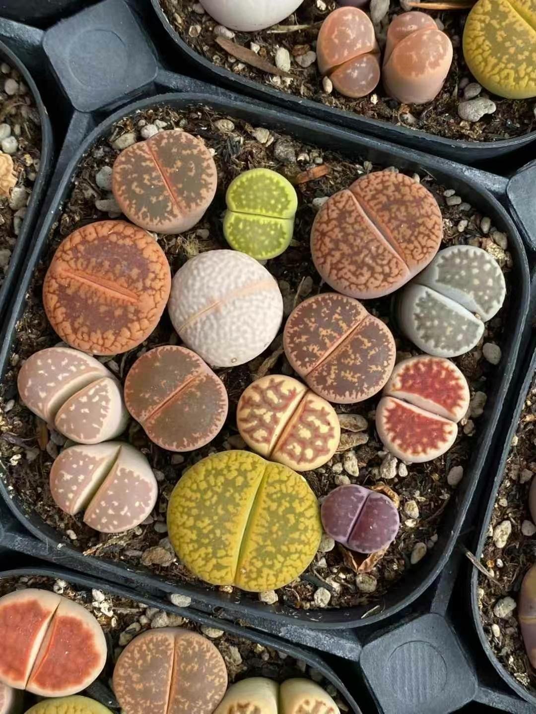 Lithops Mixed