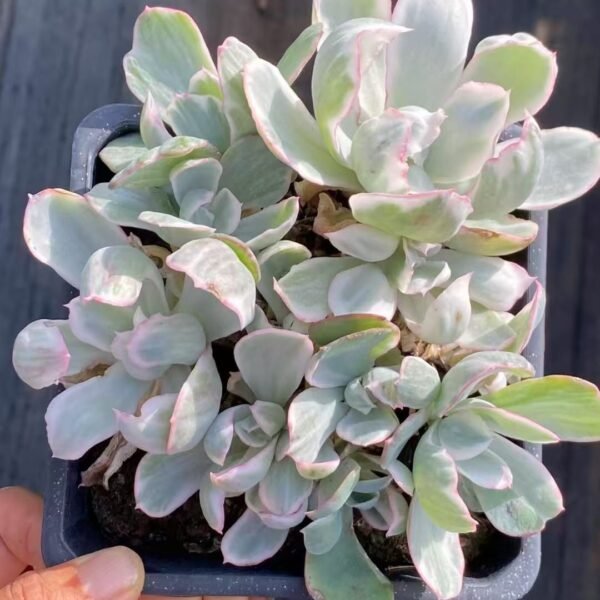 001. Echeveria ‘Berkeley’
