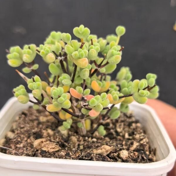 008. Ruschia sp. ‘Lais’