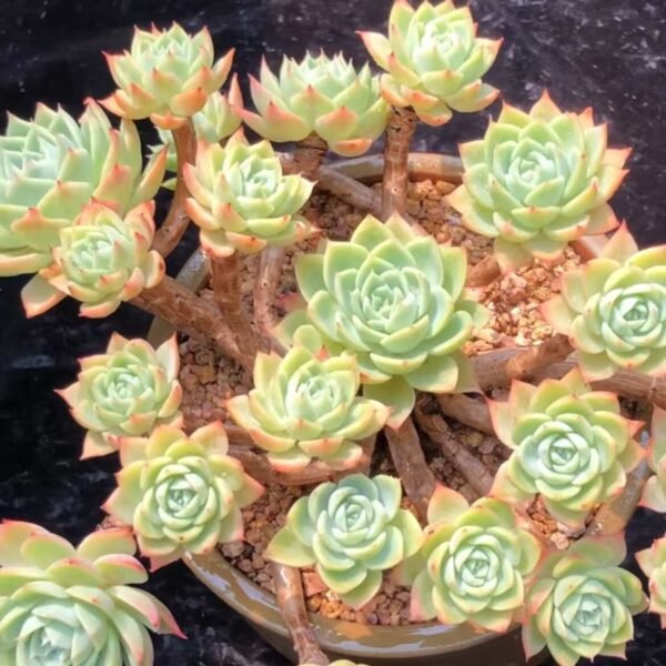 126. Echeveria ‘Tricolor Pansy’