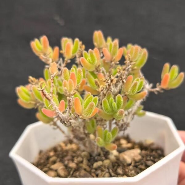 041. Ruschia sp. ‘Ice Orange’