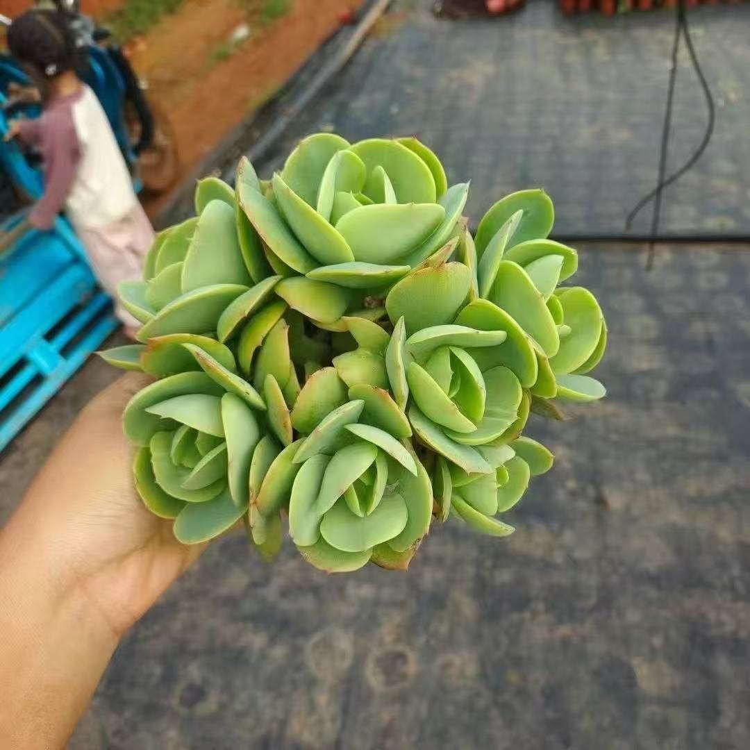 Echeveria Peach Pride