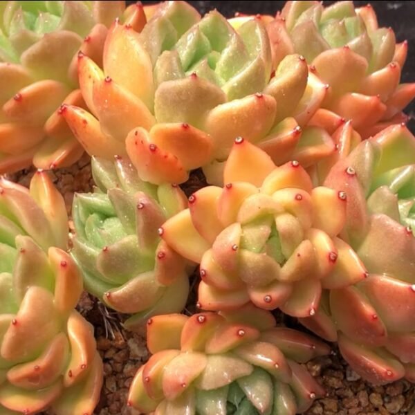 石莲花‘珍妮’