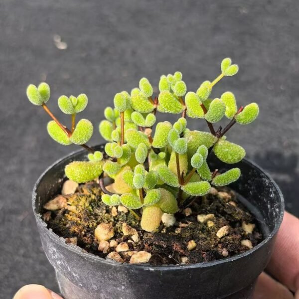 035. Ruschia sp. ‘Jade’