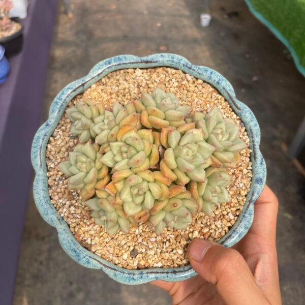 254. Pachypodium rosulatum var. gracilius