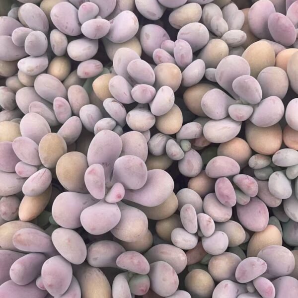 212. Graptopetalum amethystinum (Rose)Walther