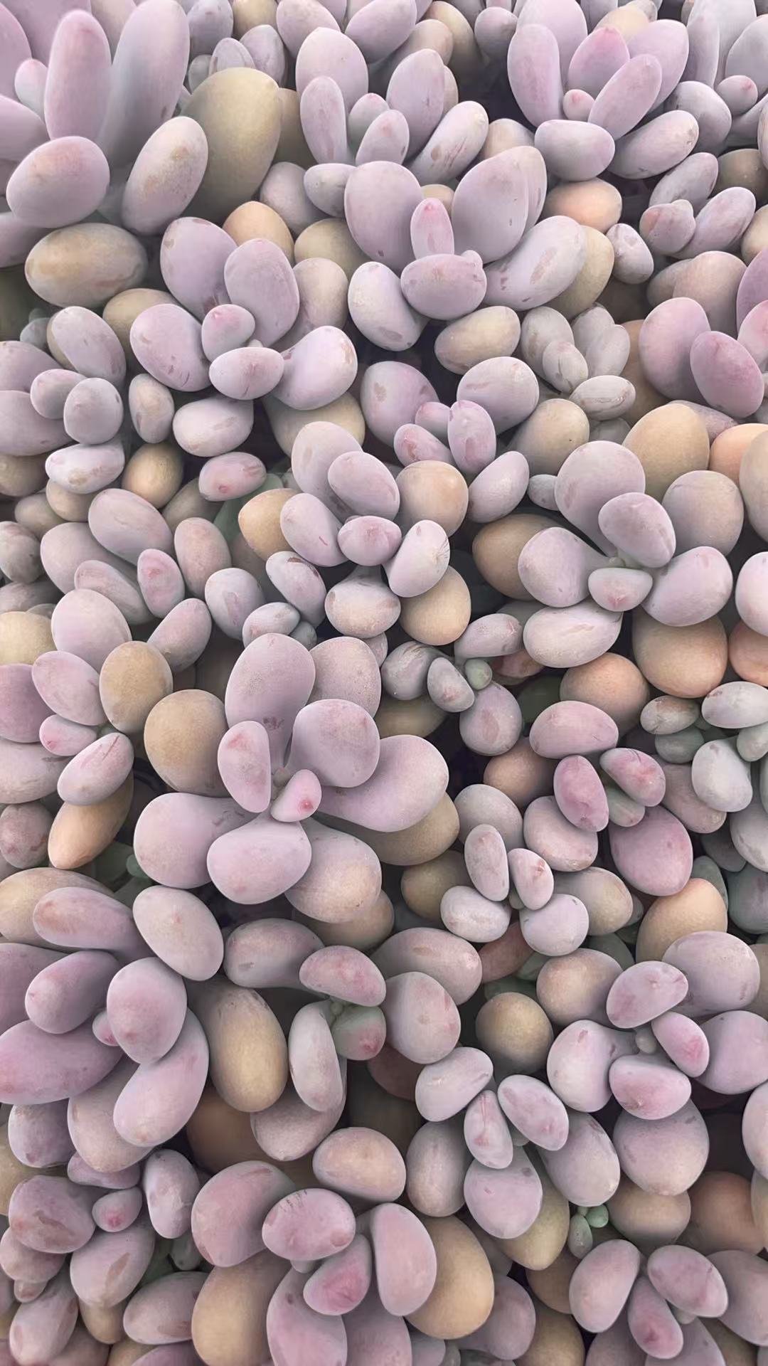 Graptopetalum amethystinum (Rose)Walther