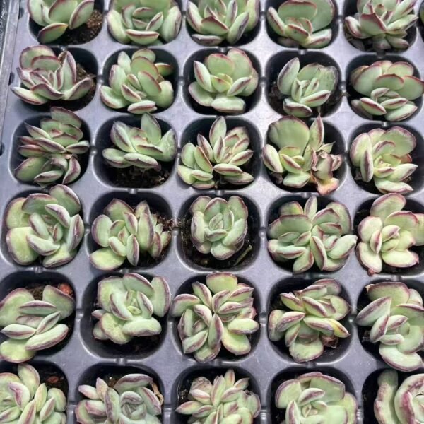 072. Echeveria agavoides ‘Romeo’