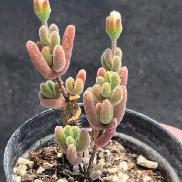 050. Crassula ‘Momiji Matsuri’
