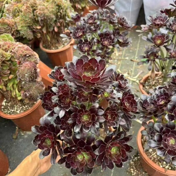 019. Aeonium arboreum ‘Atropurpureum’