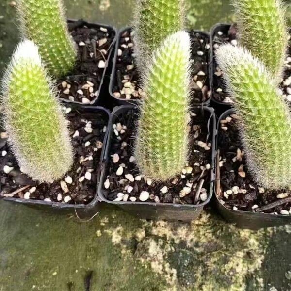 056. Cleistocactus colademononis