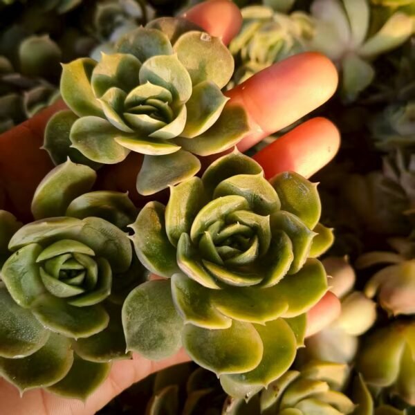 151. Echeveria ‘Onslow’