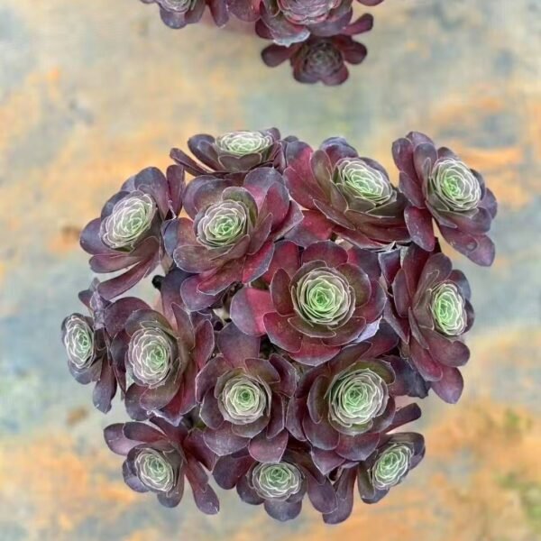024. Aeonium ‘Charm Golden Rose’