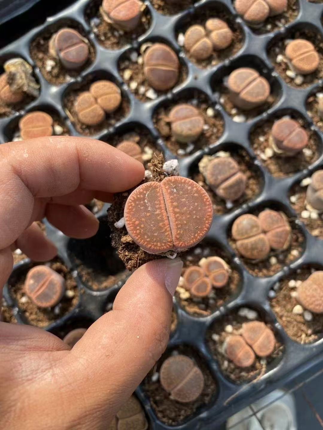 Lithops N.E. Br.