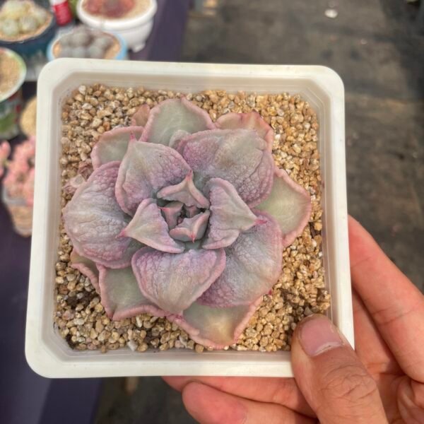 Echeveria ‘Madiba’