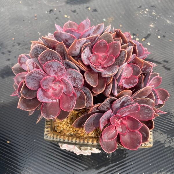 054. Graptoveria Decairn