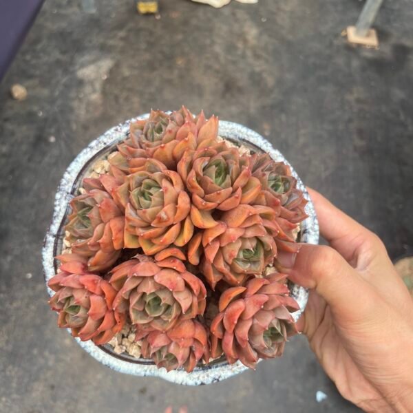 Echeveria ‘Lady Rose’