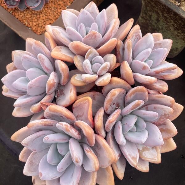 213. Echeveria ‘Snow Bunny’