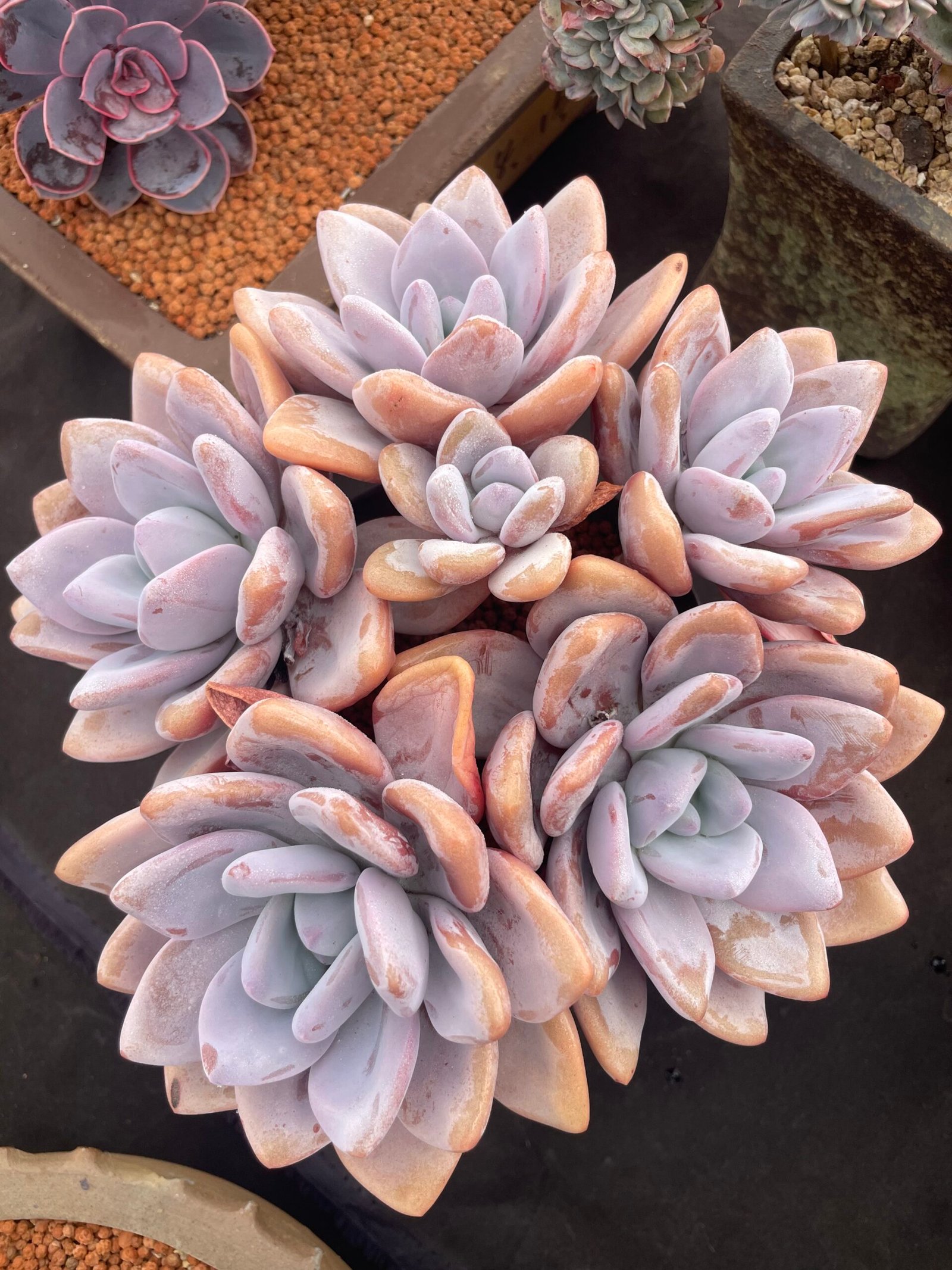 Echeveria 'Snow Bunny'