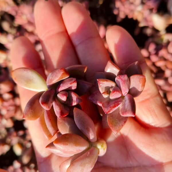 074. Graptosedum ‘Bronze’