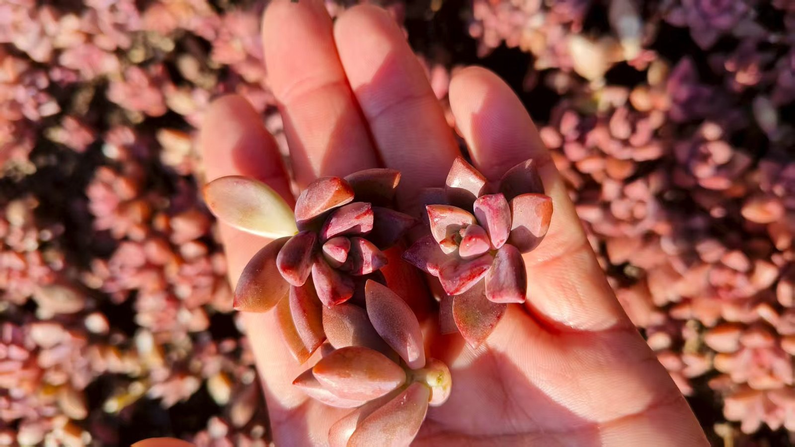 Graptosedum 'Bronze'