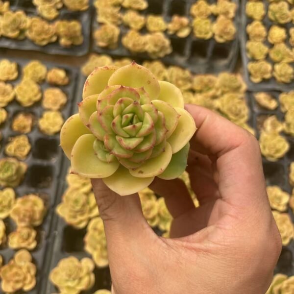 042. Echeveria ‘Rolly’