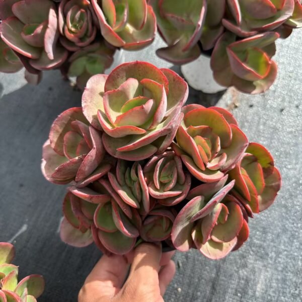 042. Echeveria ‘Sunyan’