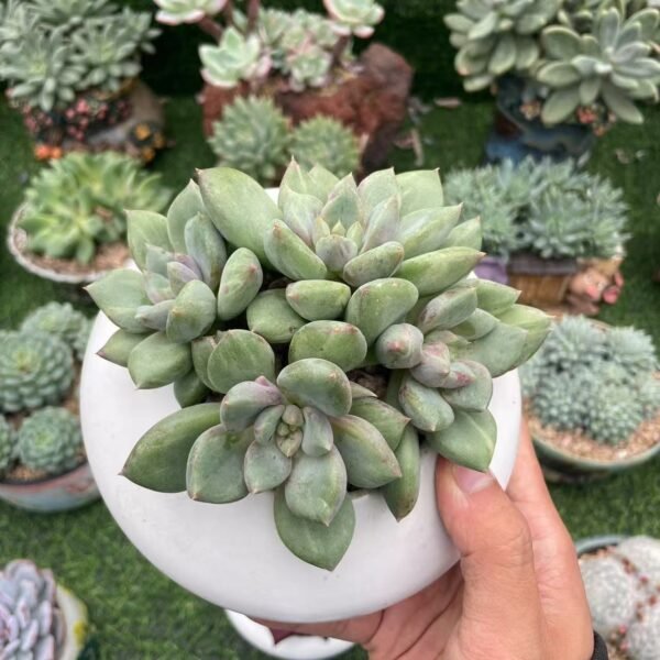 Echeveria ‘Lvory Lotus’