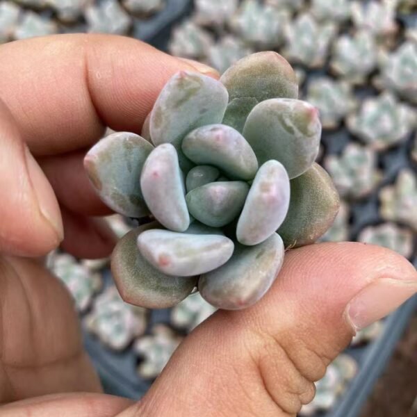 161. Graptoveria ‘Opalina’