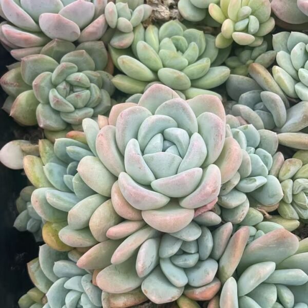 033. Echeveria elegans