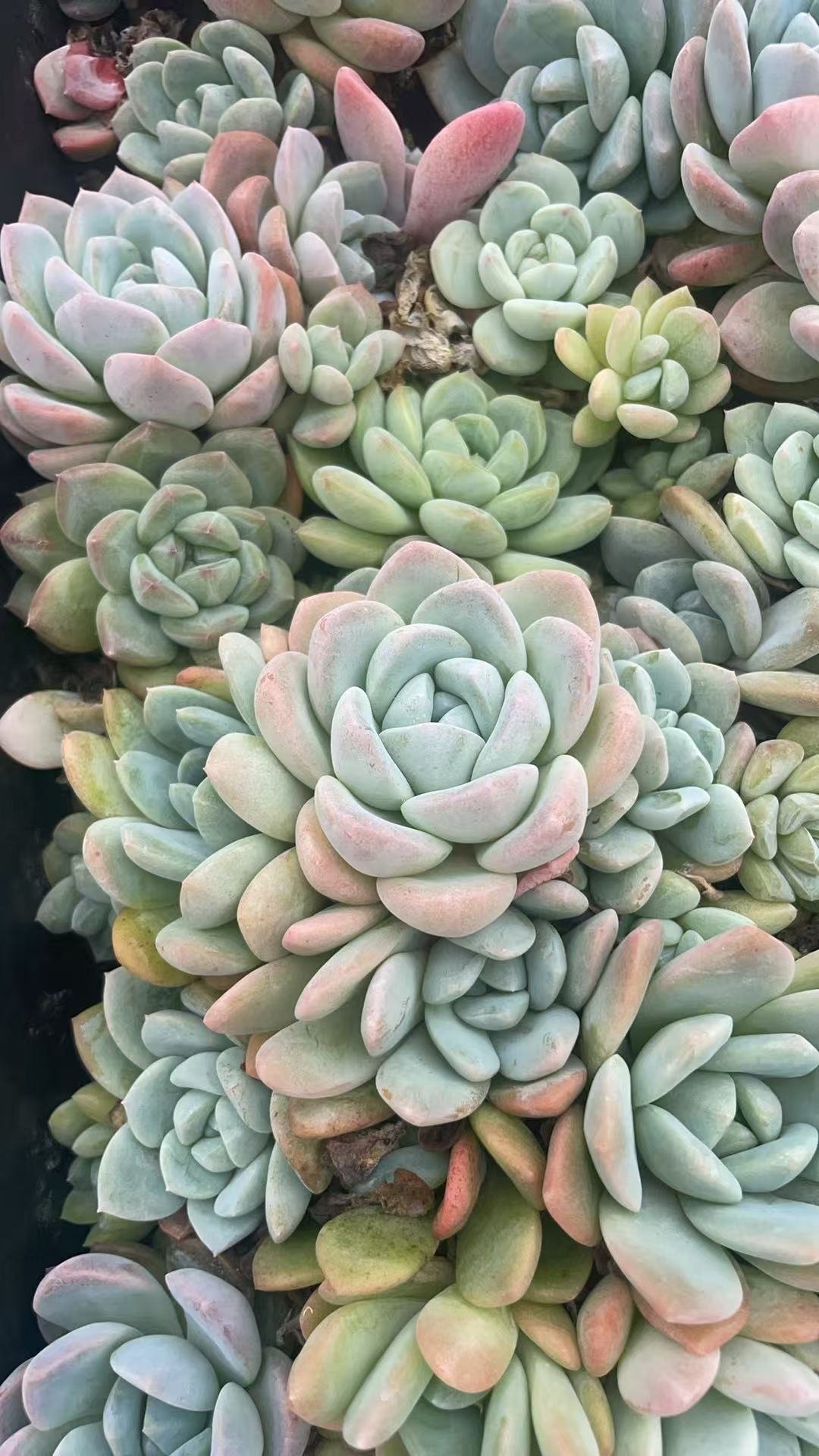 Echeveria elegans