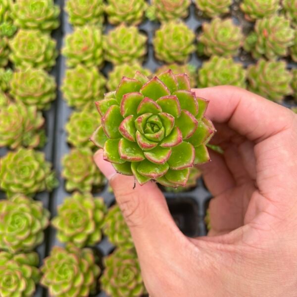 119. × Sedeveria ‘Green Rose’