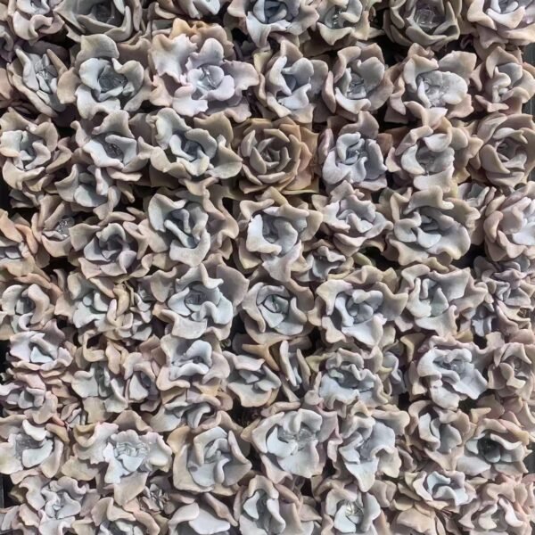 144. Echeveria ‘Madiba’