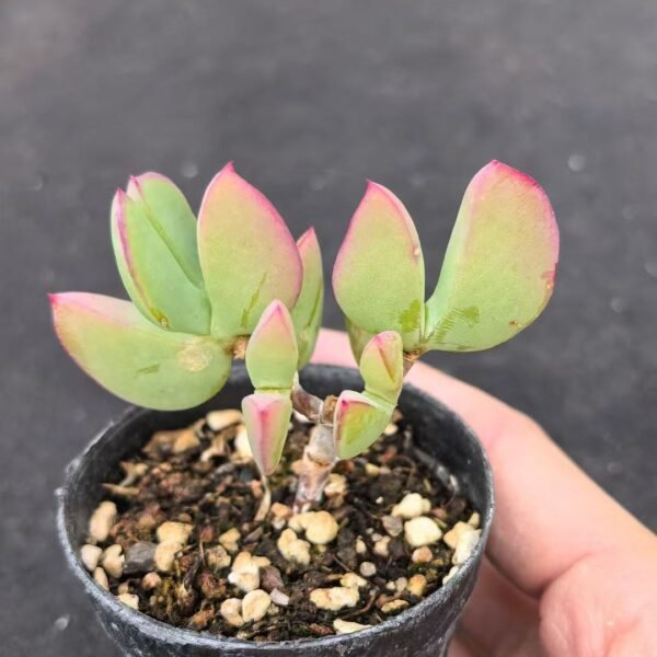 021.  Echeveria ‘Heart Dream’