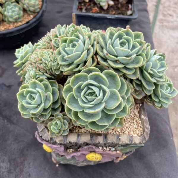 Gerrardanthus macrorrhizus