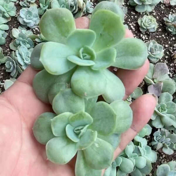 095. Echeveria ‘Blue Surprise’