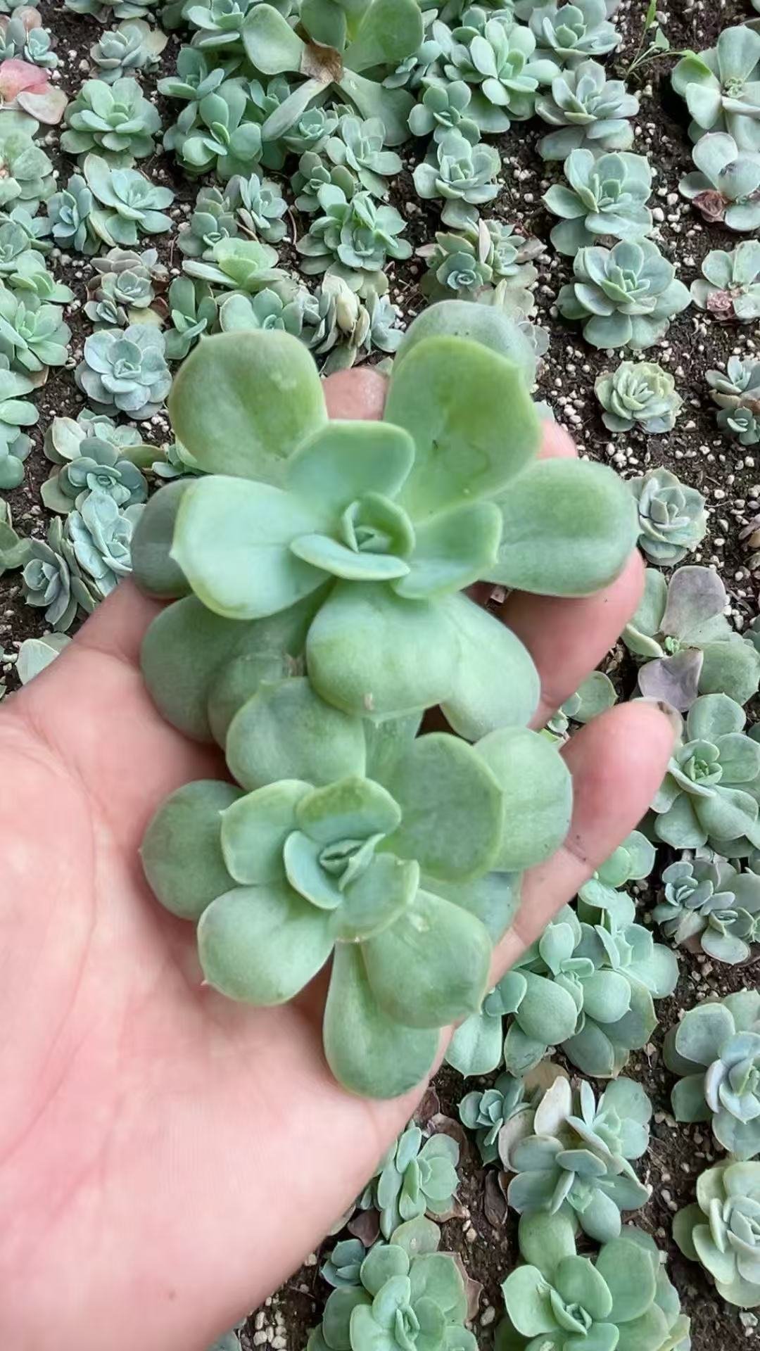 0db9df530bbcd57f4a80b16cdcd005a