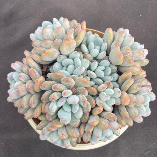 021. Echeveria ‘Xiang Xiang Xue’