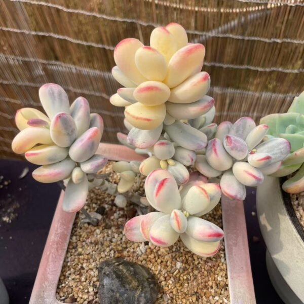 Cotyledon orbiculata