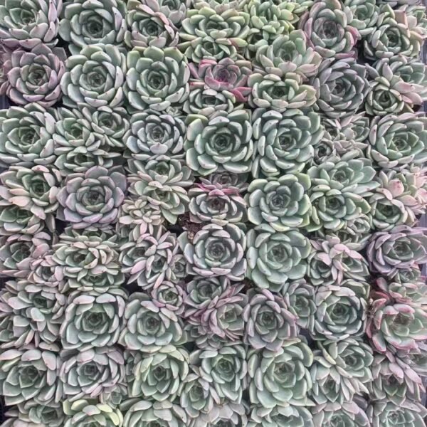 018. Echeveria ‘Sara Himebotan’