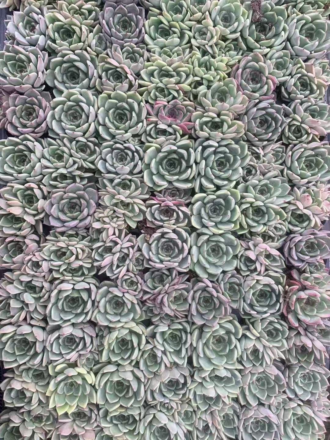 Echeveria 'Sara Himebotan'