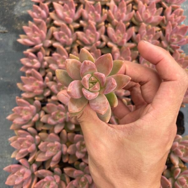 079. Graptopetalum paraguayense cv. ‘Moon Glow’