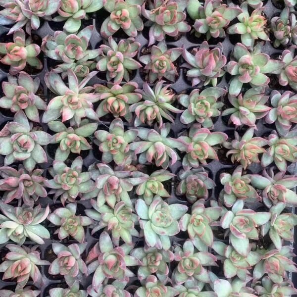204. Echeveria ‘Casio’